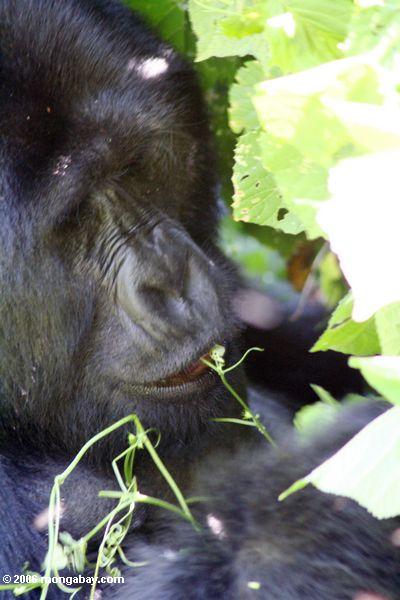 Сильвербэк гориллы питаясь травами