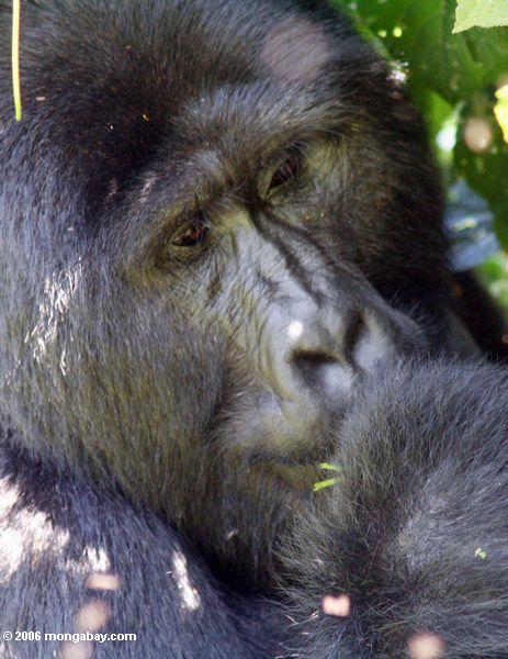 мужчины Сильвербэк восточных равнинных горилл питания