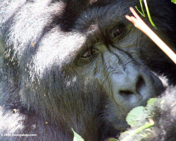 лицо выстрелили из Сильвербэк гориллы едят листья