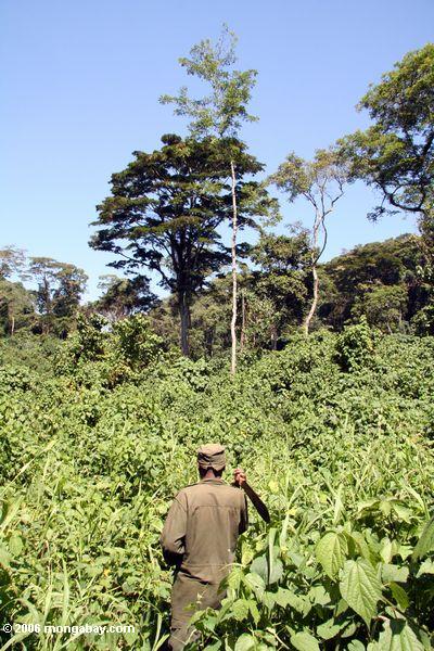 Gorillaverfolger, der Machete verwendet, um durch stechende Nesseln Bwindi