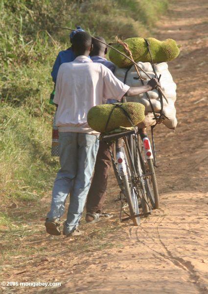 Männer, die Jackfruit zum Markt Uganda