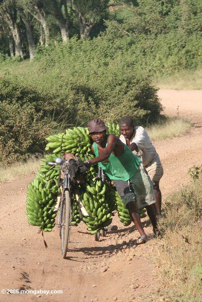 Männer, die drücken Fahrräder mit Bananen