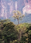 Emergent canopy tree with a tepui in the background
