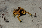 Yellow-banded Poison Arrow Frog (Dendrobates leucomelas) in Venezuela