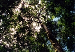 View up at the rainforest canopy in the Venezuelan Amazon