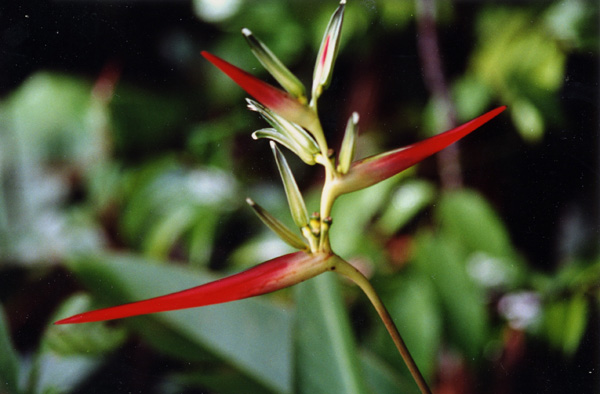 Roter Paradiesvogel Blume
