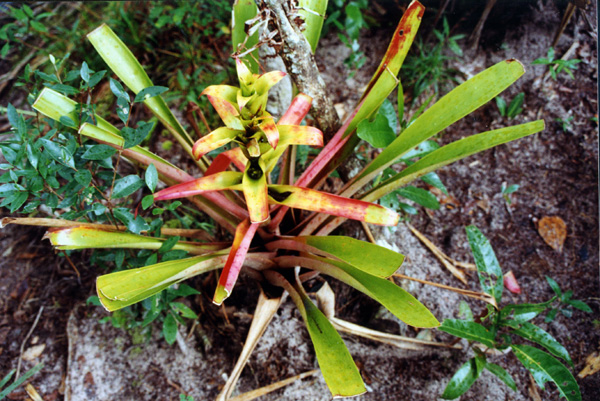 Coloful bromeliad in Südvenezuela
