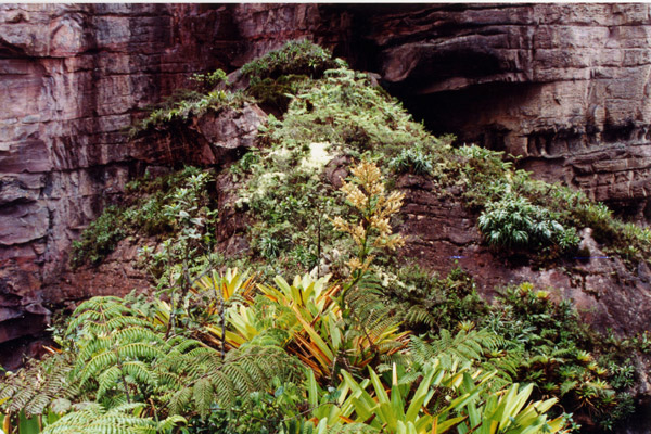 Jardin d'Epiphyte près au sommet d'Auyantepui
