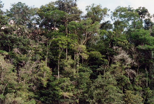 Forêt tropicale tropicale au Venezuela