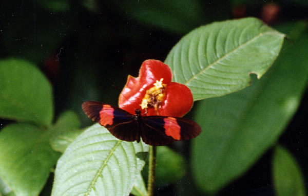 Papillon de Heliconius sur une fleur de hotlips