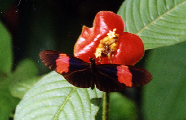 ベネズエラ南部のhotlips花にheliconius蝶