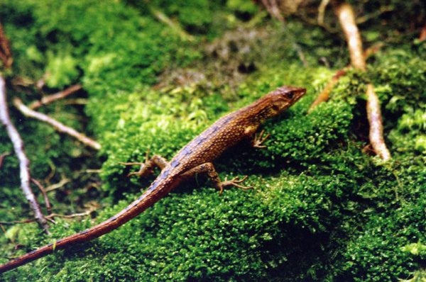 El lagarto se asoció de cerca a agua fresca en Venezuela