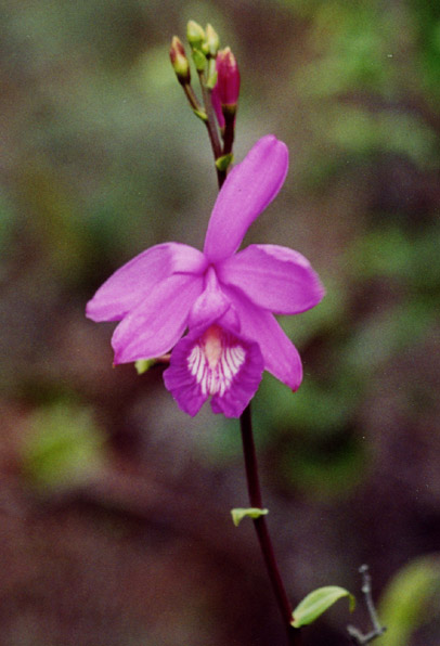 lavendar орхидей на юге Чили