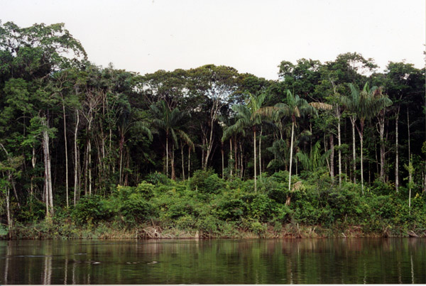 Ancien emplacement de village le long du fleuve de Carrao au Venezuela