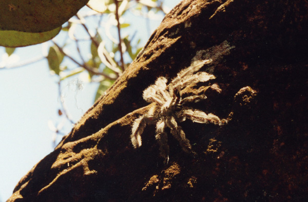 Araignée de Tarantula au Venezuela