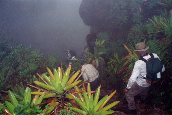 Wandern durch dichten Nebel auf Auyantepui