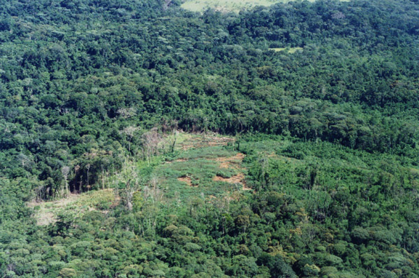 ベネズエラでの森林伐採、空中を表示