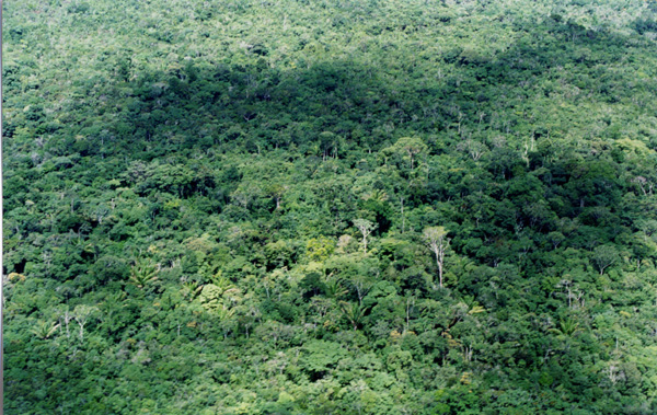 Forêt tropicale au Venezuela