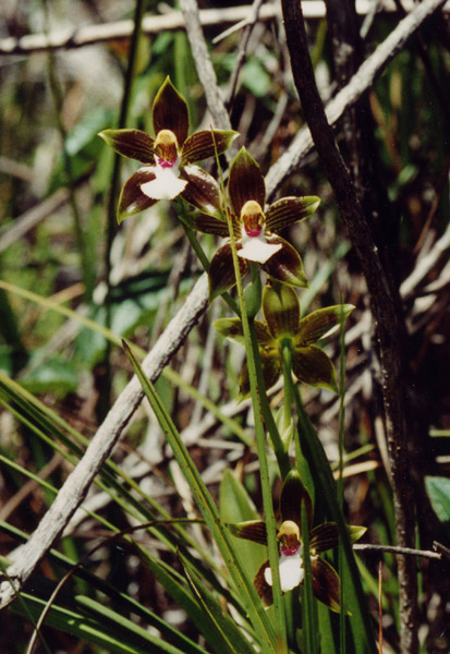 Purpurrote, weiße und grüne Orchideen