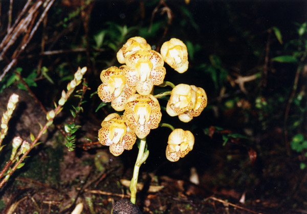 Gelbe Orchideen, die vom Waldfußboden auftauchen