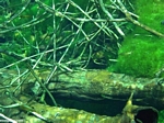 Aquatic biotope for cenotes in the Yucatan, Mexico.