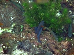 Aquatic biotope for cenotes in the Yucatan, Mexico.