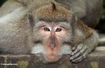 Long-tailed macaque (Macaca fascicularis) (Ubud; Bali)