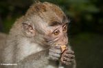 Juvenile monyet makan buah (Ubud, Bali)