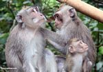 Macaque keluarga grooming (Ubud, Bali)
