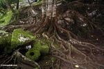 Akar pohon hutan hujan (Ubud, Bali)