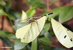 Green and black dragonfly resting on leaf (Java)