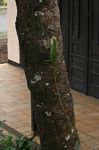 Hijau Agama naga kadal pada batang pohon (Java)