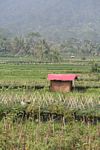Red atap sebuah gubuk di antara sawah dan ladang cabai di Jawa (Java)
