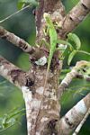 Kadal hijau cerah (Bronchocela cristatella?) Pada batang pohon di Jawa, Indonesia (Jawa)