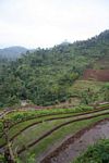 Terraces beras dan pisang (Java)