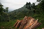 Fuel wood cut from the Java jungle (Java)