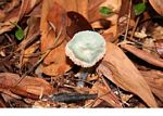 Green mushroom on forest floor (Kalimantan; Borneo (Indonesian Borneo))