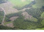 Aerial view of rainforest that has been slash-and-burned for agriculture (Kalimantan; Borneo (Indonesian Borneo))