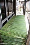 Nipa sawit frons dipotong untuk bahan atap (Kalimantan, Borneo (Borneo Indonesia))