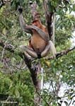 Proboscis Pria Monyet menyeka hidungnya yang besar dengan tangannya (Kalimantan, Borneo (Borneo Indonesia))
