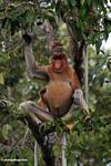 Domiant male Proboscis Monkey eating fruit (Kalimantan; Borneo (Indonesian Borneo))