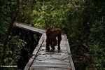 Orangutan direhabilitasi ambling bawah boardwalk di Camp Leaky (Kalimantan, Borneo (Borneo Indonesia))