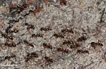 Fire ants in Borneo (Kalimantan; Borneo (Indonesian Borneo))