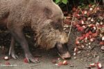 The Borneo Bearded Pig (Sus barbatus) makan rambutan buah (Kalimantan, Borneo (Borneo Indonesia))
