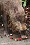 The Bearded Pig of Borneo; eating rambutan fruit (Kalimantan; Borneo (Indonesian Borneo))