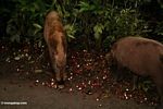 Babi hutan (Sus barbatus) makan pada rambutan (Nephelium lappaceum) (Kalimantan, Borneo (Borneo Indonesia))
