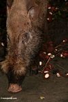 Borneo makan babi berjenggot pada rambutan (Kalimantan, Borneo (Borneo Indonesia))