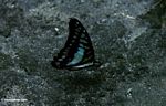 Biru dan hitam kupu-kupu di Kalimantan, sayap tertutup (Kalimantan, Borneo (Borneo Indonesia))