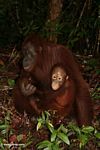 Ibu orangutan dengan bayi di lantai hutan (Kalimantan, Borneo (Borneo Indonesia))