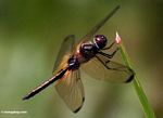 Brachydiplax dragonfly on blade of grass (Kalimantan; Borneo (Indonesian Borneo))